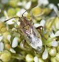 Stictopleurus viridicatus - photo 2