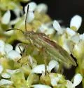 Stictopleurus viridicatus - photo 3