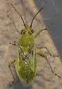 Stictopleurus viridicatus - photo 4