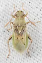 Stictopleurus viridicatus - photo 5