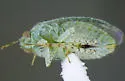 Stictopsallus aspersus