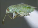 Stictopsallus aspersus - photo 2
