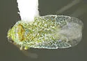 Stictopsallus aspersus - photo 3