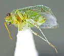 Stictopsallus aspersus - photo 4