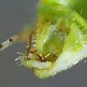 Stictopsallus aspersus - photo 5