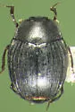 Stictostix californicus