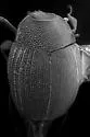 Stictostix californicus - photo 2