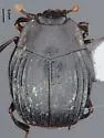 Stictostix californicus - photo 3