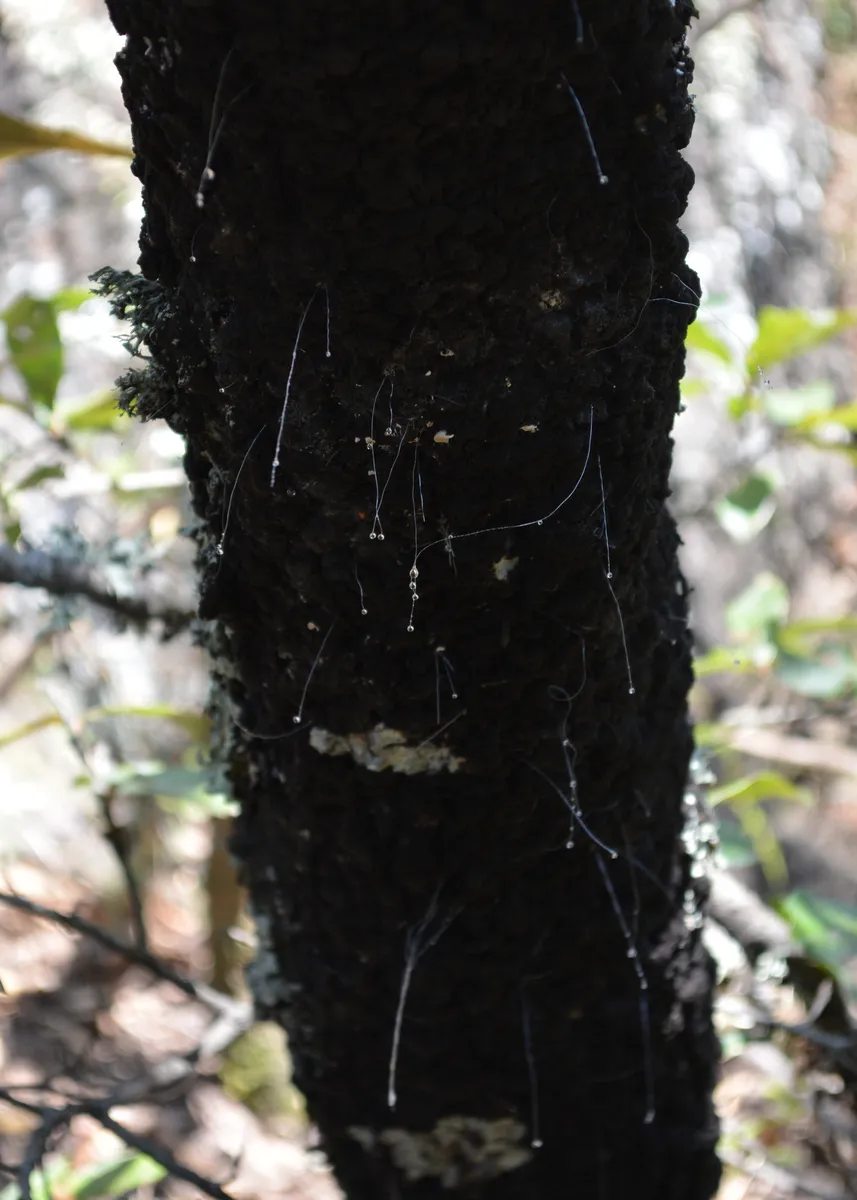Stigmacoccidae - photo 2
