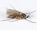Stigmatomeria crassicornis
