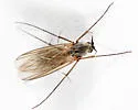 Stigmatomeria crassicornis - photo 2