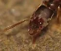 Stigmatomma pallipes - Stigmatomma pallipes