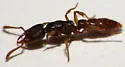Stigmatomma pallipes - photo 2