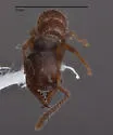 Stigmatomma pallipes - photo 3