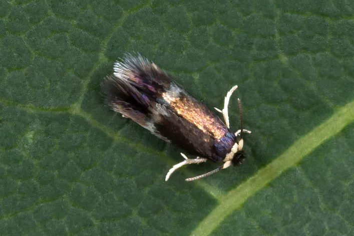Stigmella aceris - photo 3