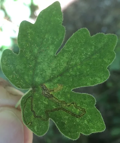 Stigmella aceris - photo 4