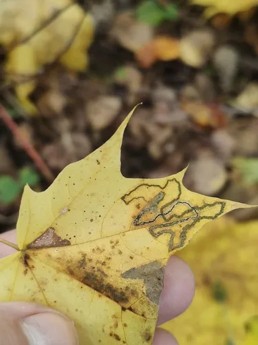 Stigmella aceris - photo 5