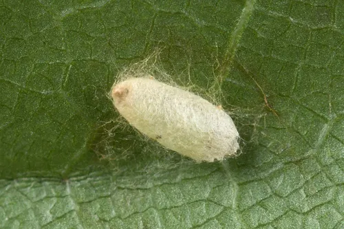 Stigmella aceris - photo 6