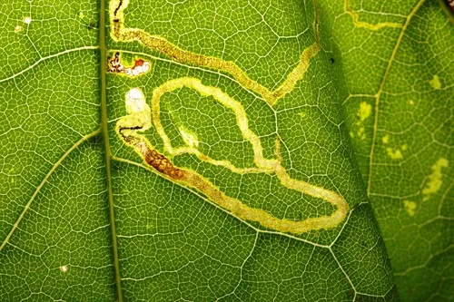 Stigmella aceris - photo 7