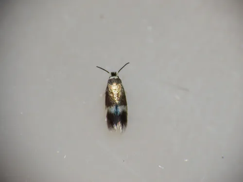 Stigmella aceris - photo 8