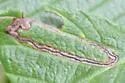 Stigmella apicialbella - Hodges#0081 - photo 2