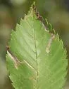 Stigmella apicialbella - Hodges#0081 - photo 3