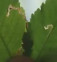 Stigmella apicialbella - Hodges#0081 - photo 5