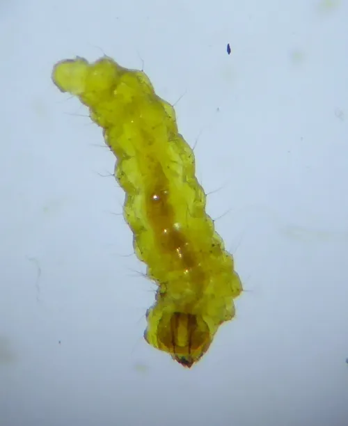 Stigmella atricapitella