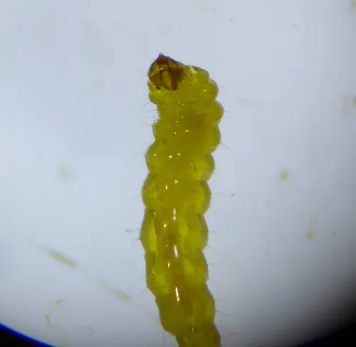 Stigmella atricapitella - photo 2