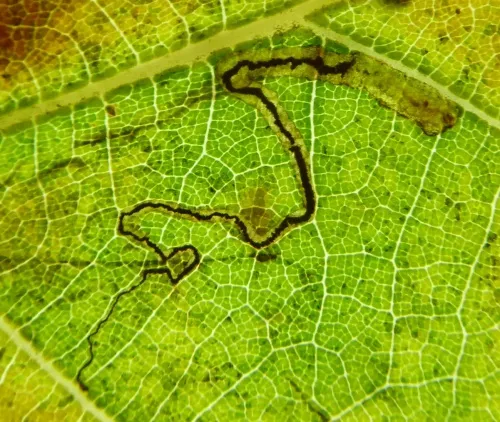 Stigmella atricapitella - photo 3