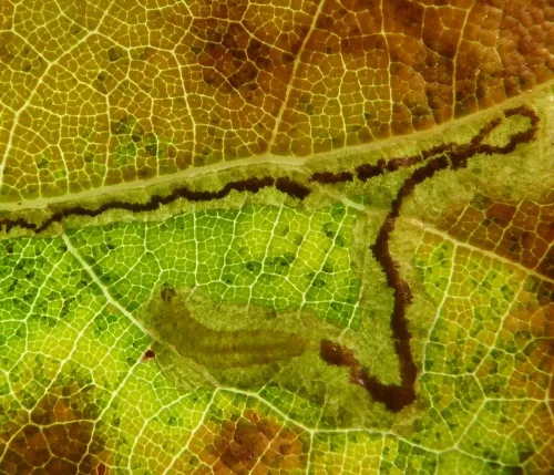 Stigmella atricapitella - photo 4