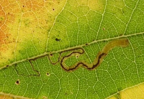 Stigmella atricapitella - photo 5