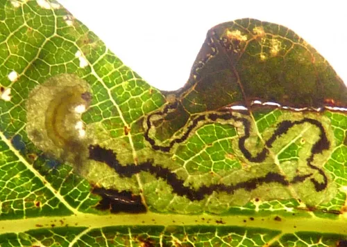 Stigmella atricapitella - photo 6