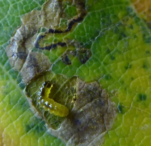 Stigmella atricapitella - photo 7