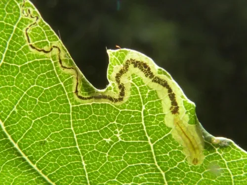 Stigmella atricapitella - photo 8