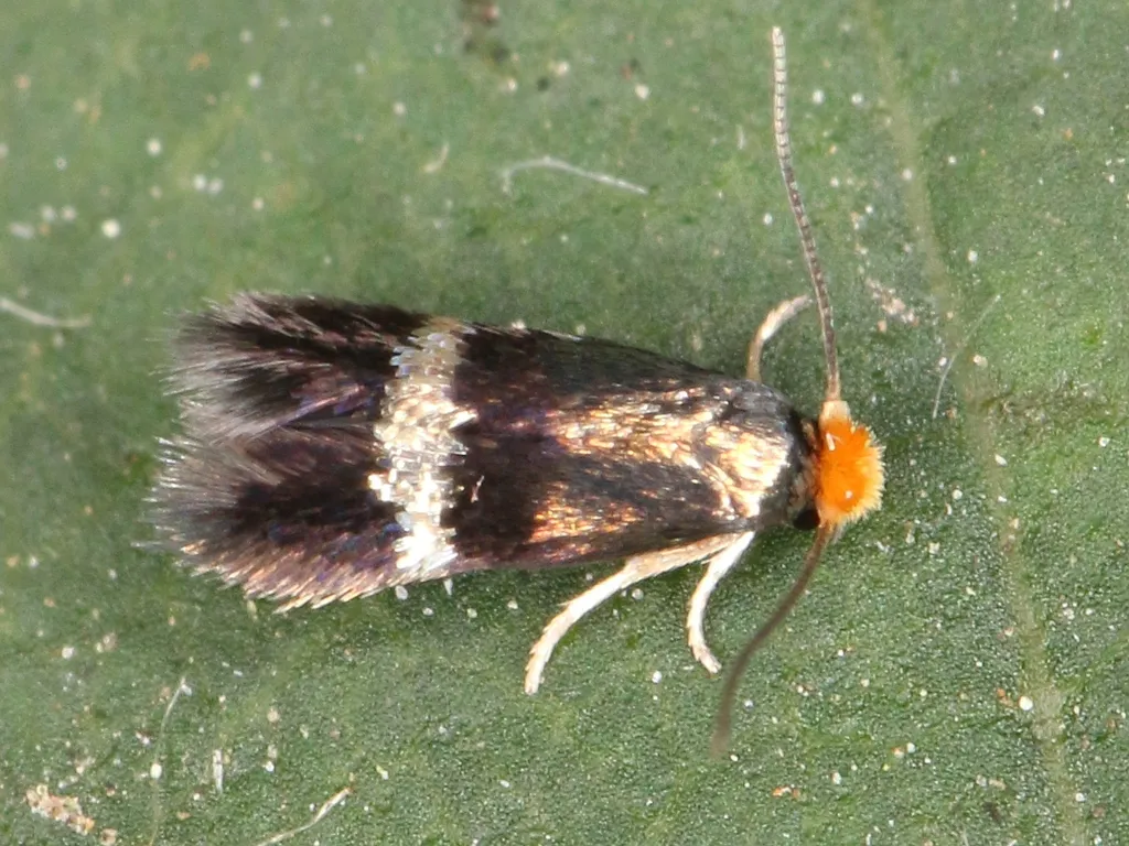 Stigmella aurella - photo 2