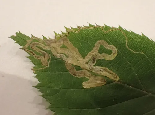 Stigmella aurella - photo 4