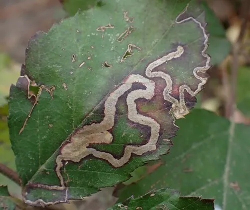 Stigmella aurella - photo 5