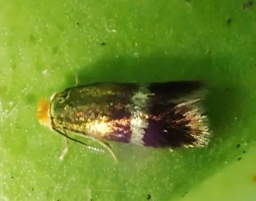 Stigmella aurella - photo 6