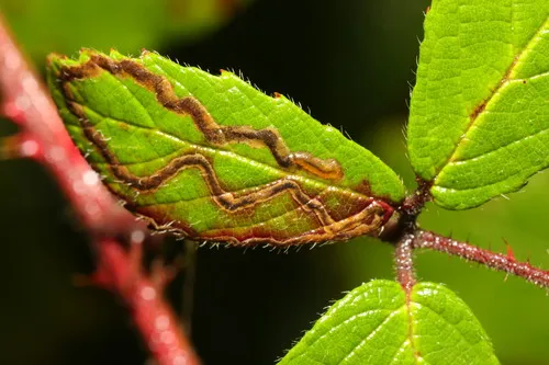 Stigmella aurella - photo 7