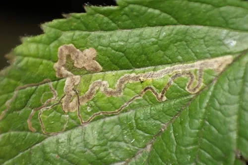 Stigmella aurella - photo 8