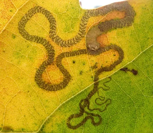 Stigmella basiguttella