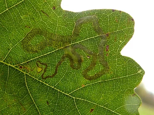 Stigmella basiguttella - photo 2
