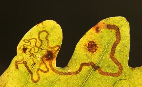 Stigmella basiguttella - photo 3