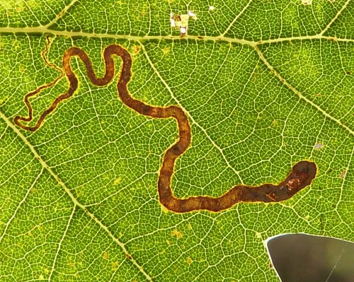 Stigmella basiguttella - photo 4