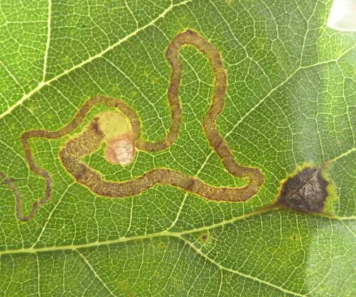 Stigmella basiguttella - photo 5