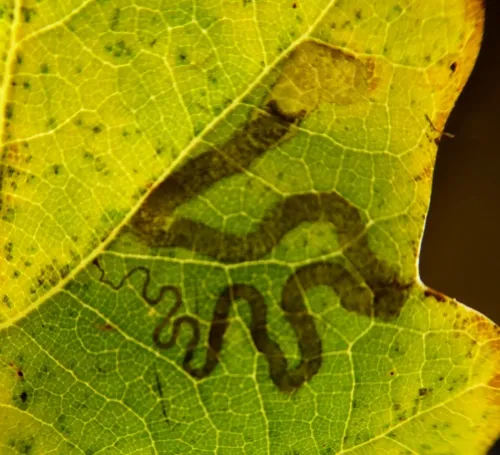 Stigmella basiguttella - photo 6
