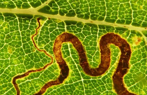 Stigmella basiguttella - photo 7