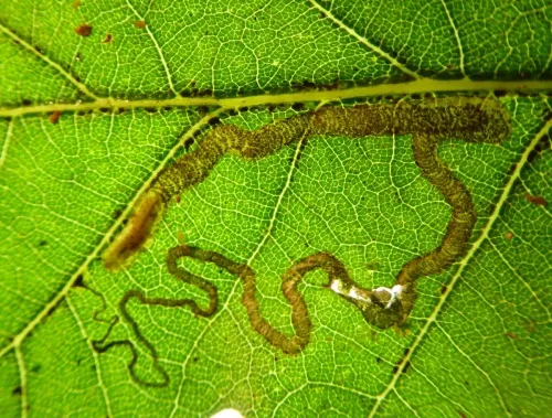 Stigmella basiguttella - photo 8
