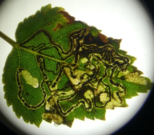 Stigmella betulicola